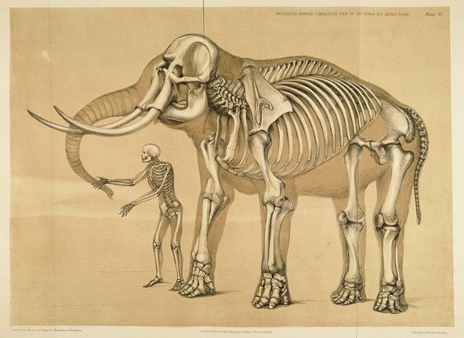 Comparative view of the human and elephant frames, 1860